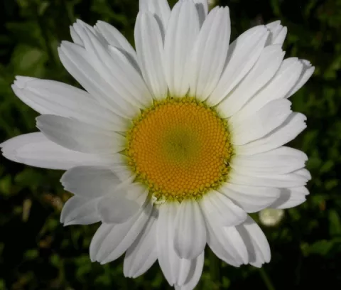 Leucanthemum vulgare 'Maikonigin'