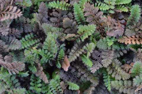 Leptinella potentillina