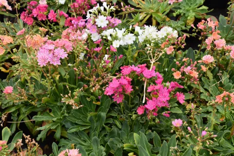 Lewisia 'Regenbogen'