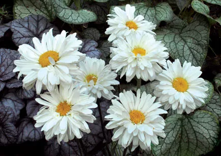 Leucanthemum (M) 'Victorian Secret'