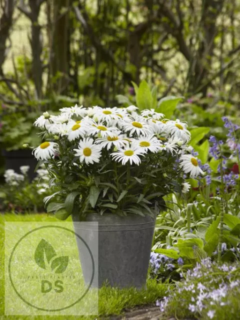 Leucanthemum (M) 'White Lion'