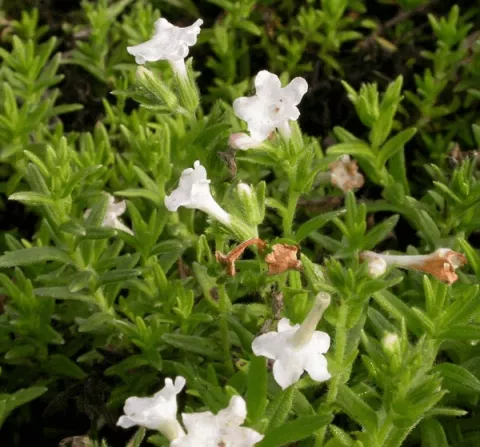 Lithodora diffusa 'Alba'