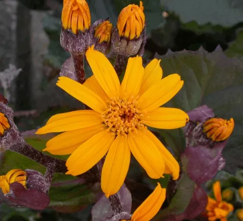 Ligularia dentata 'Desdemona'
