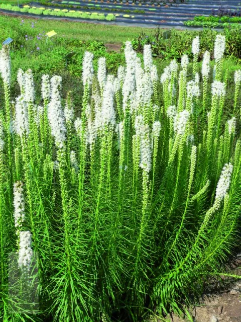 Liatris spic. 'Floristan Weiss'