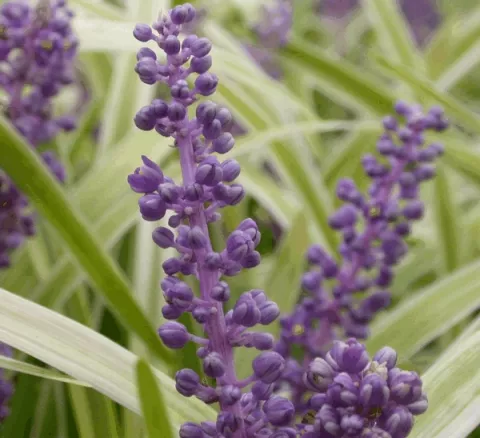 Liriope muscari 'Gold Band'