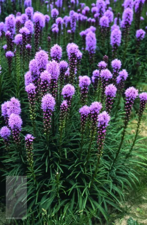 Liatris spic. 'Kobold'