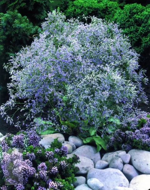 Limonium latifolium