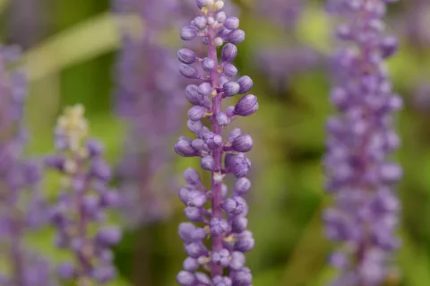 Liriope muscari 'Moneymaker'