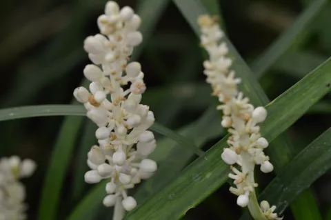 Liriope muscari 'Monroe White'