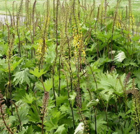 Ligularia przewalskii