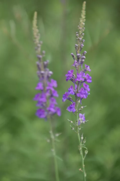 Linaria purpurea