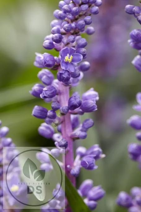 Liriope muscari 'Royal Purple'