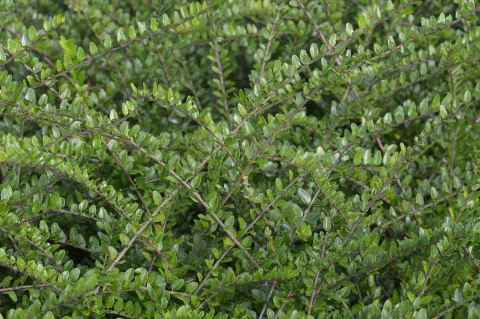 Lonicera nitida 'Elegant'