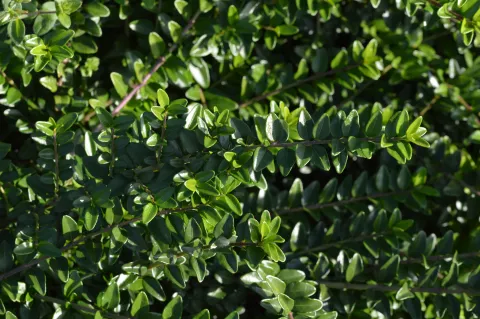 Lonicera nitida 'Maigrun'