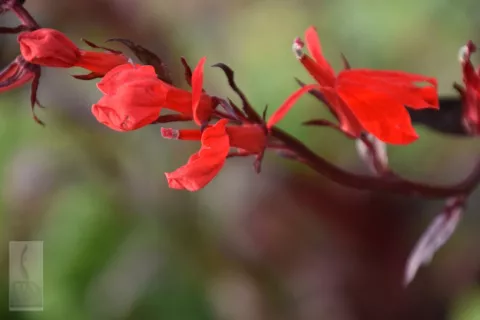 Lobelia fulg. 'Queen Victoria'