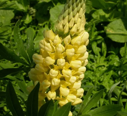 Lupinus 'Chandelier' (Kronleuchter)