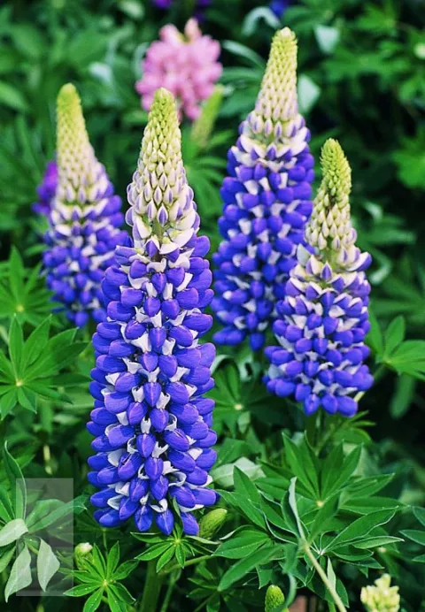 Lupinus 'Gallery Blue'