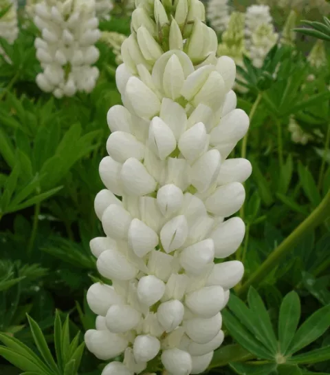 Lupinus 'Gallery White'
