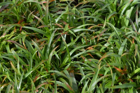 Luzula pilosa 'Igel'