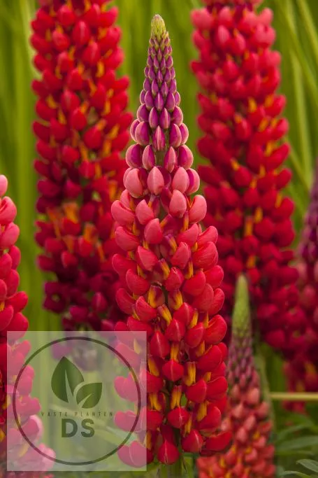 Lupinus 'Towering Inferno' 