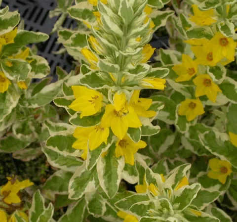 Lysimachia punctata 'Alexander'