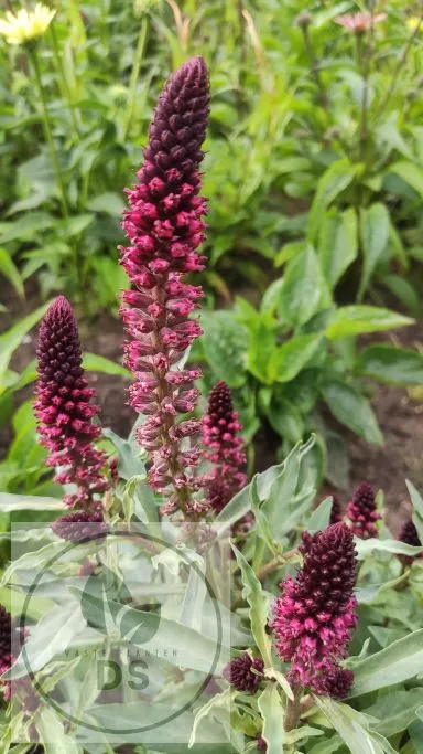 Lysimachia atropurpurea