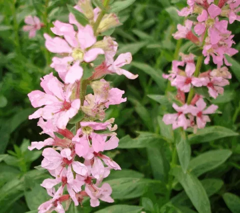 Lythrum sal. 'Blush'