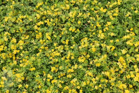 Lysimachia nummularia