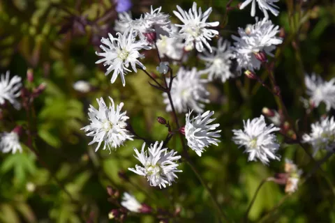 Lychnis hybr. 'Petit Henri'