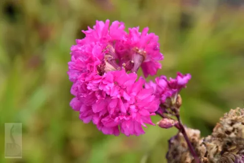 Lychnis viscaria 'Plena'