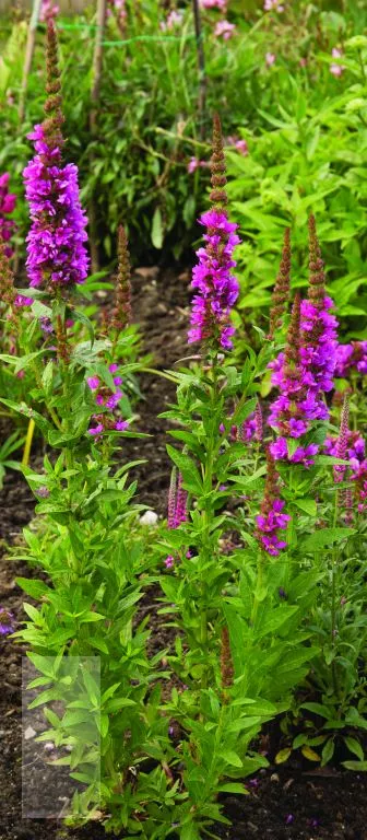 Lythrum sal. 'Rosy Gem'