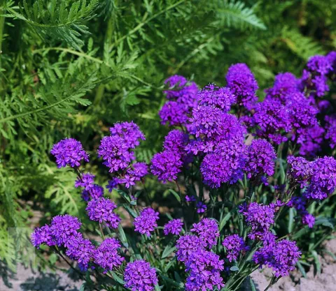 Lychnis alpina 'Rosea'