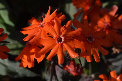Lychnis arkwrightii 'Vesuvius'