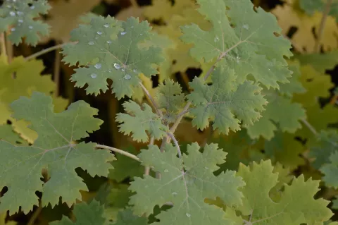Macleaya cordata