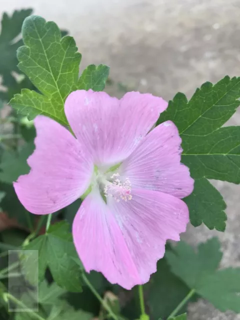 Malva alcea 'Fastigiata'