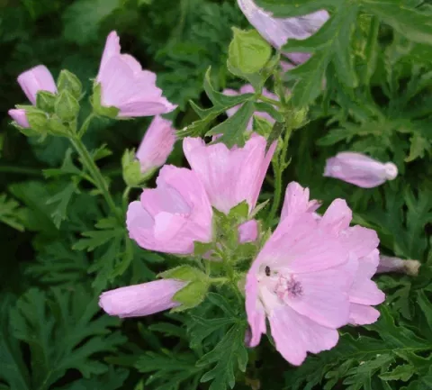 Malva moschata
