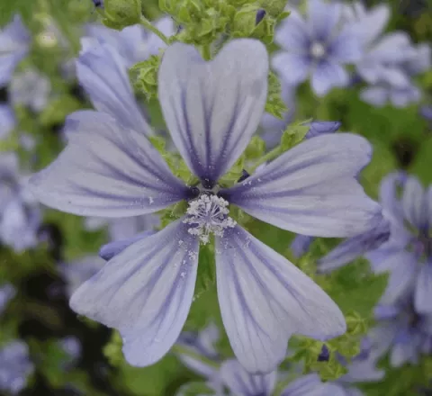 Malva sylv. 'Primley Blue'