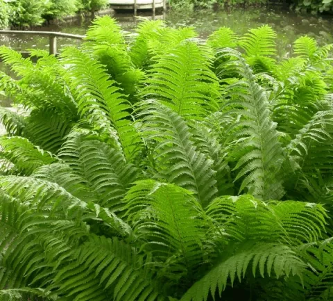 Matteuccia pensylvanica