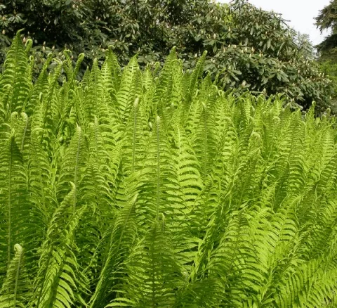 Matteuccia struthiopteris