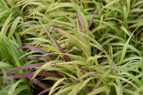 Melica alt. 'Atropurpurea'