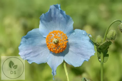 Meconopsis betonicifolia