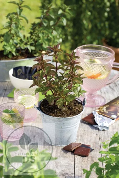 Mentha piperita 'Chocolate'