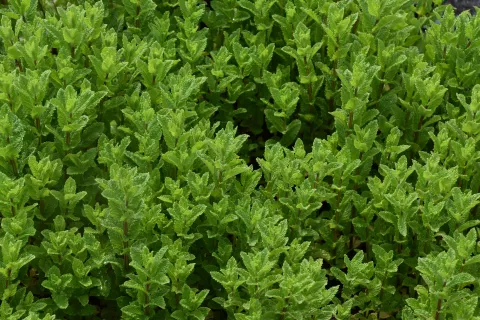 Mentha spicata 'Moroccan'