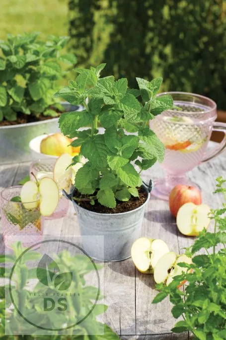 Mentha suaveolens (rotundifolia)
