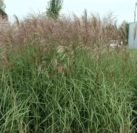 Miscanthus sin. 'Ferner Osten'
