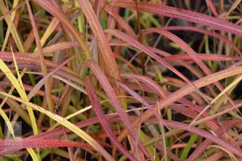 Miscanthus sin. 'Ghana'