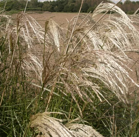 Miscanthus sin. 'Kaskade'