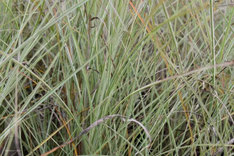 Miscanthus sin. 'Morning Light'