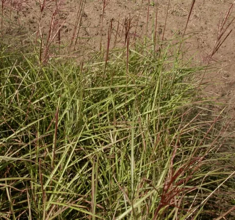 Miscanthus sin. 'Nippon'