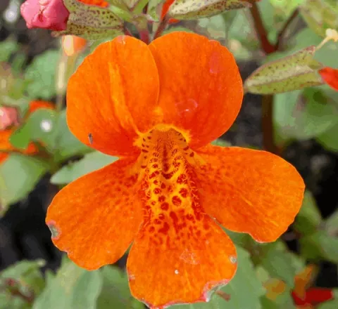 Mimulus 'Orange Glow'